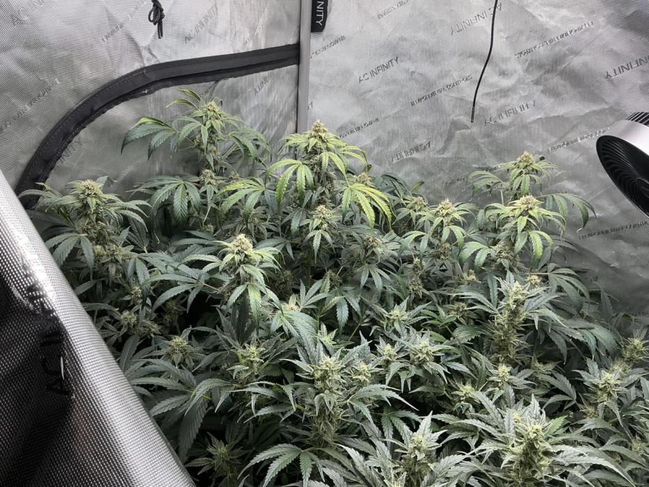 GrowingToothless Autoflower Grow #7. Week 11 -   