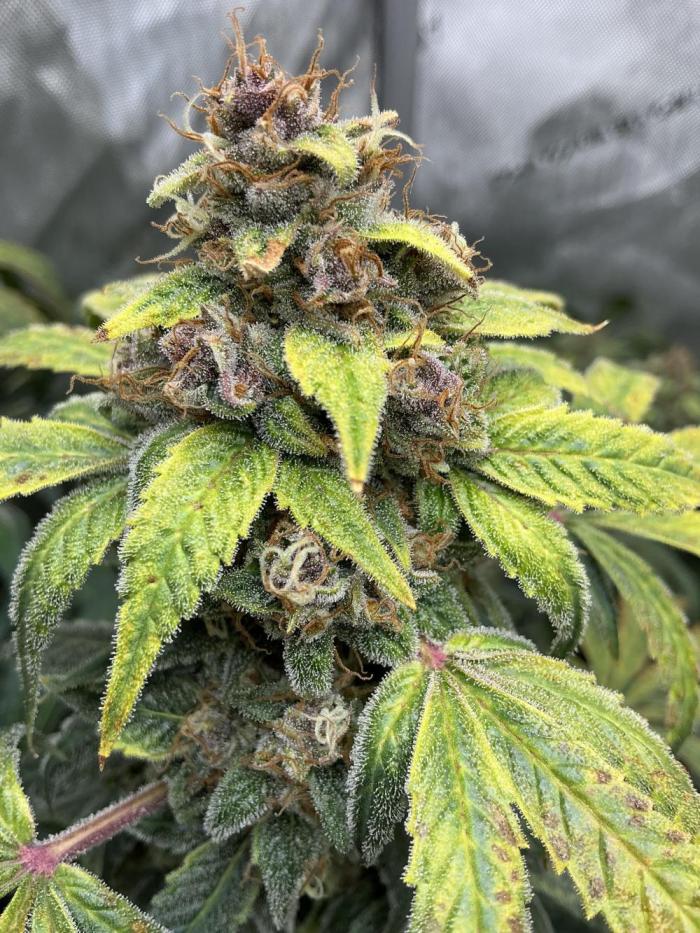 GrowingToothless Autoflower Grow #7. Week 13