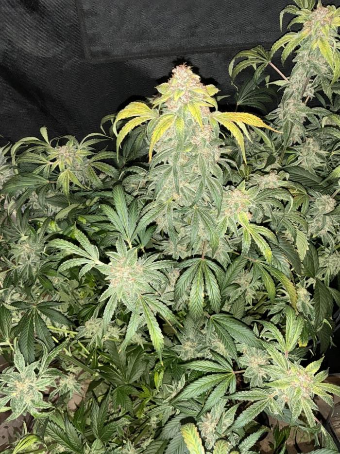 GrowingToothless Autoflower Grow #7. Week 14 -   