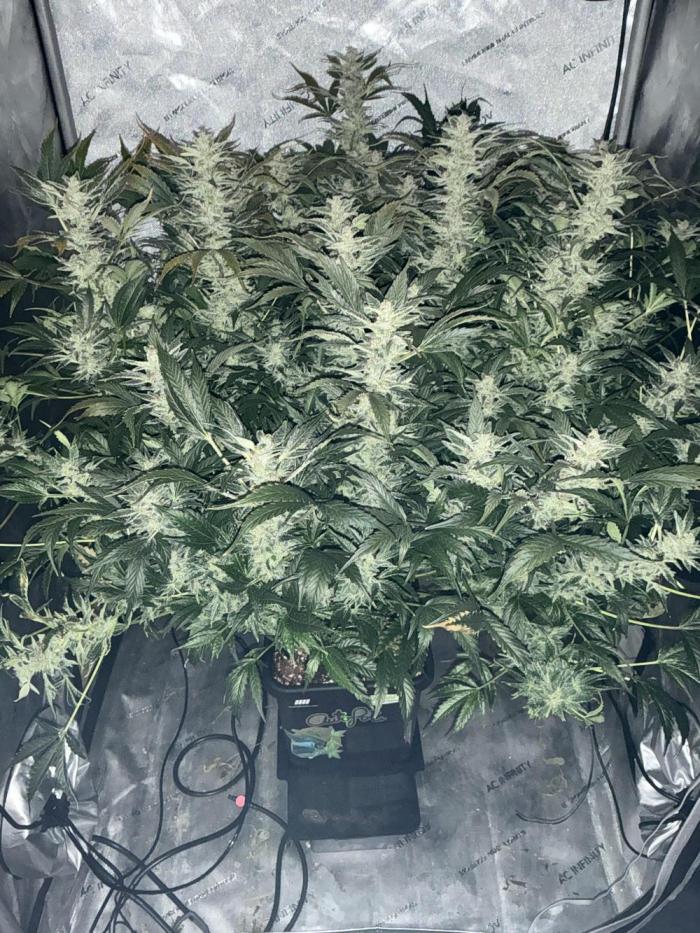 GrowingToothless Autoflower Grow #7. Week 14