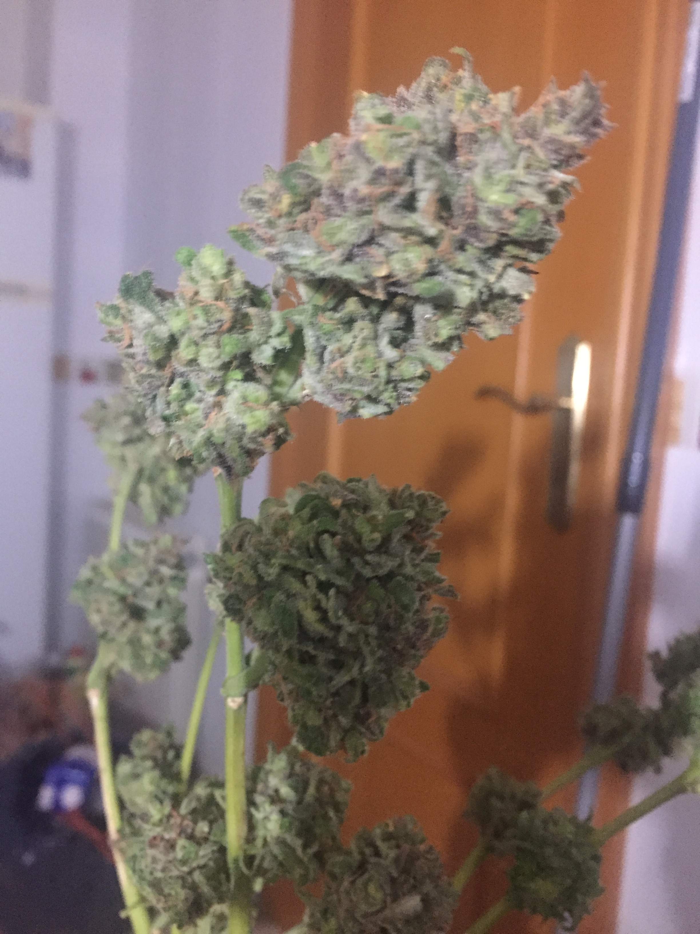 Sweet Seeds Killer Kush Fast Version grow diary (journal) harvest6 by