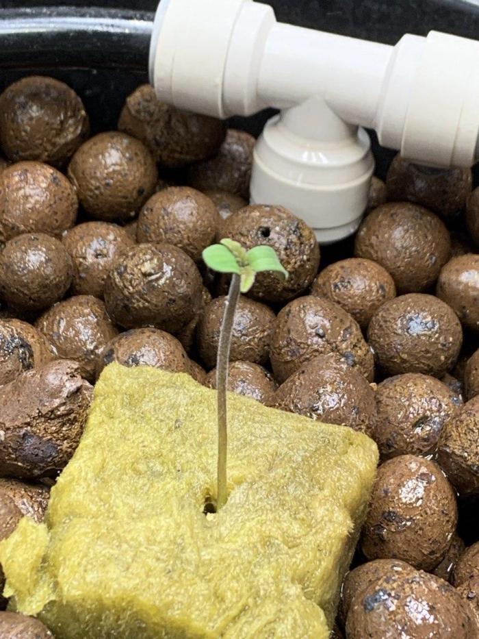 Z-Up Auto Second Hydro Grow. Week 0