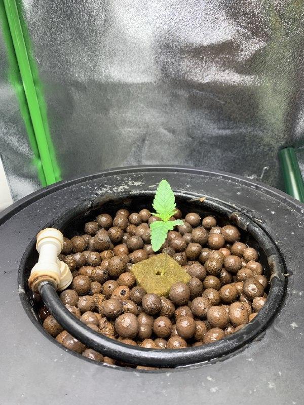 Z-Up Auto Second Hydro Grow. Week 1