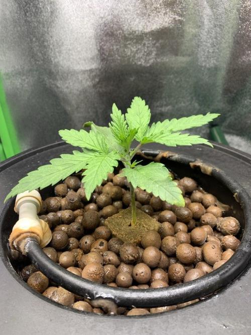 Z-Up Auto Second Hydro Grow. Week 2