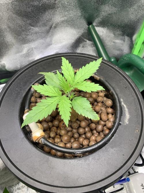 Z-Up Auto Second Hydro Grow. Week 2