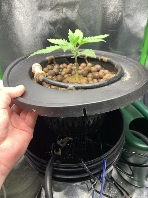 Z-Up Auto Second Hydro Grow. Week 2