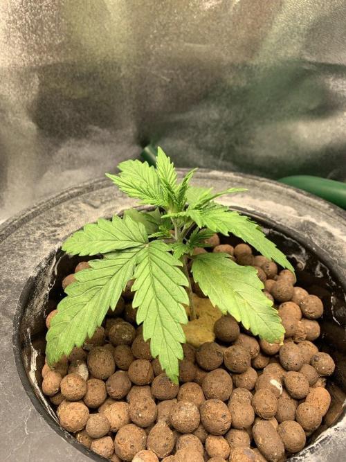 Z-Up Auto Second Hydro Grow. Week 2