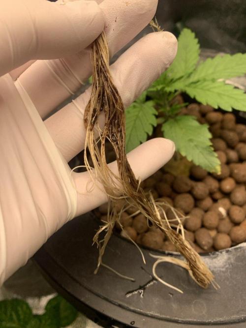 Z-Up Auto Second Hydro Grow. Week 2