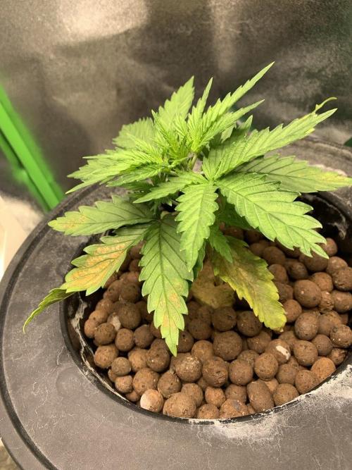 Z-Up Auto Second Hydro Grow. Week 2