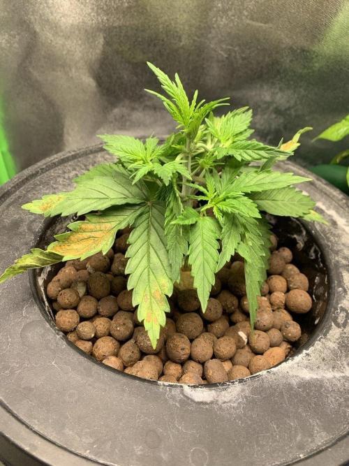 Z-Up Auto Second Hydro Grow. Week 2