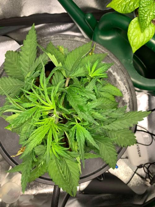 Z-Up Auto Second Hydro Grow. Week 3
