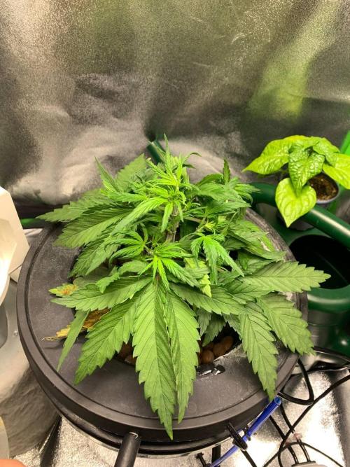 Z-Up Auto Second Hydro Grow. Week 3