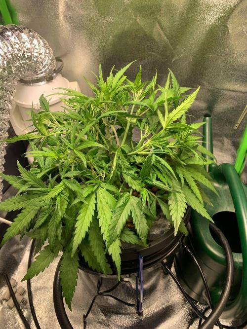 Z-Up Auto Second Hydro Grow. Week 4