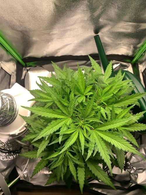 Z-Up Auto Second Hydro Grow. Week 4