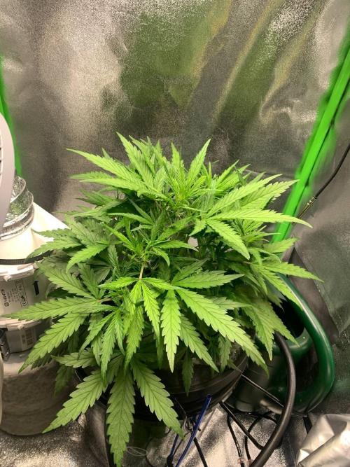 Z-Up Auto Second Hydro Grow. Week 4