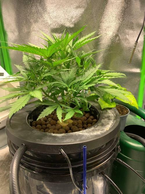 Z-Up Auto Second Hydro Grow. Week 4