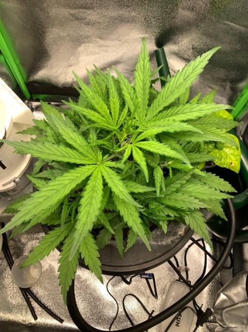 Z-Up Auto Second Hydro Grow. Week 4