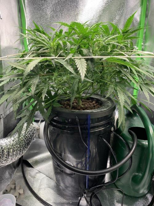 Z-Up Auto Second Hydro Grow. Week 5