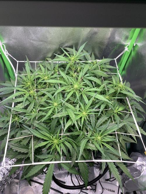 Z-Up Auto Second Hydro Grow. Week 5