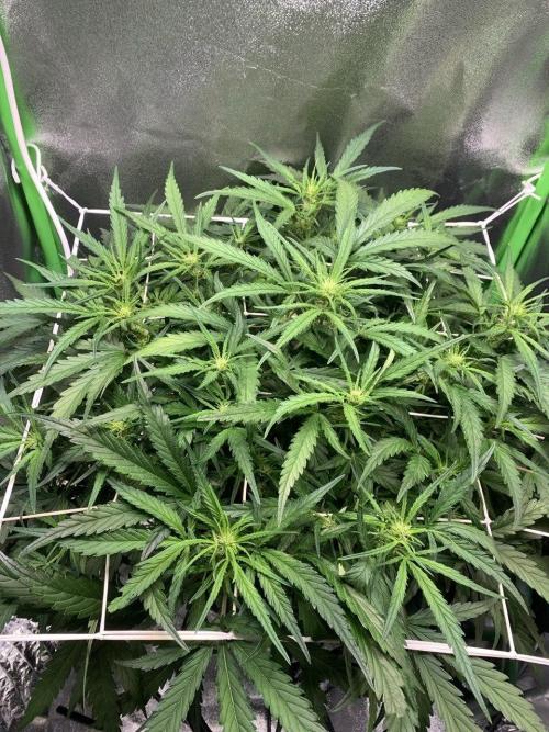 Z-Up Auto Second Hydro Grow. Week 5