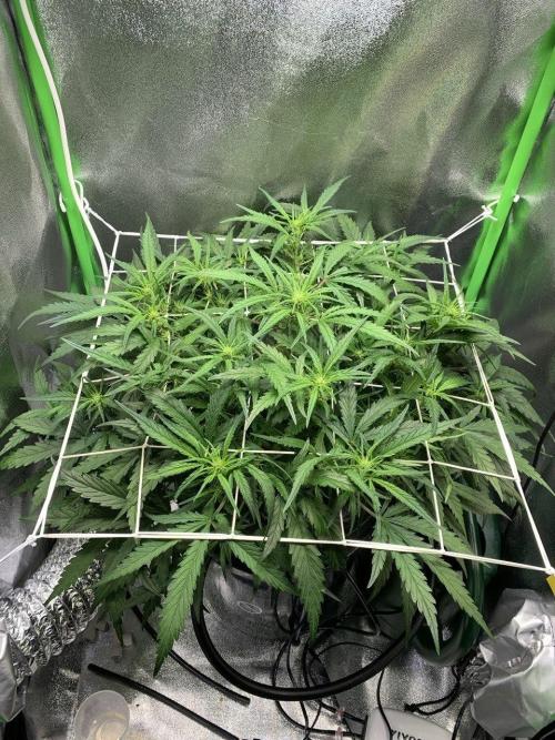 Z-Up Auto Second Hydro Grow. Week 5