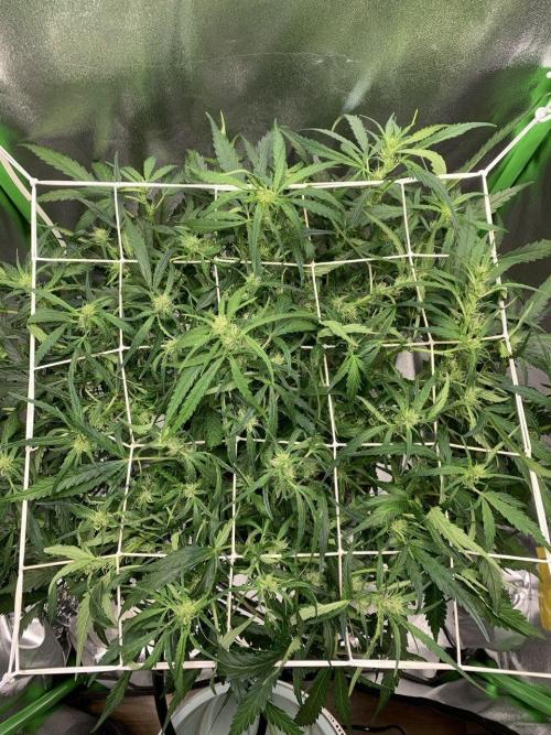 Z-Up Auto Second Hydro Grow. Week 6