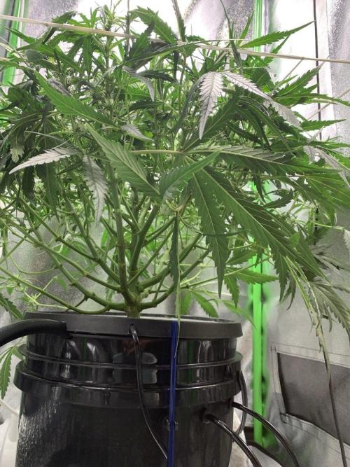 Z-Up Auto Second Hydro Grow. Week 6
