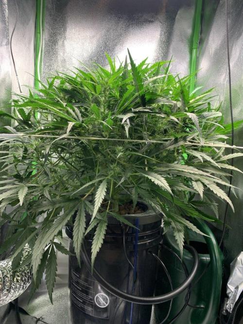 Z-Up Auto Second Hydro Grow. Week 6