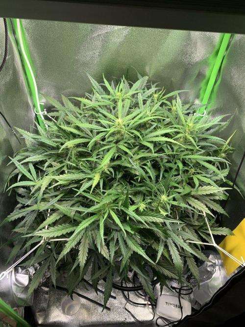 Z-Up Auto Second Hydro Grow. Week 6