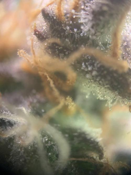 Z-Up Auto Second Hydro Grow. Week 10