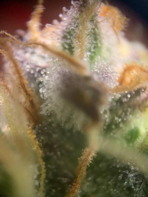 Z-Up Auto Second Hydro Grow. Week 10