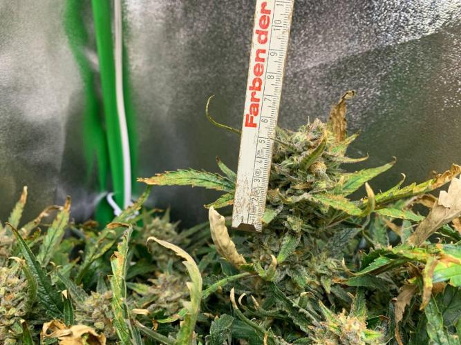 Z-Up Auto Second Hydro Grow. Week 10
