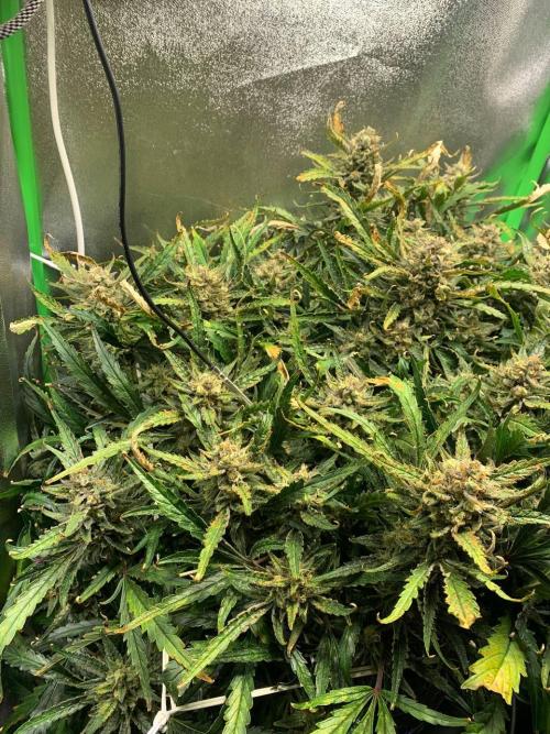 Z-Up Auto Second Hydro Grow. Week 10