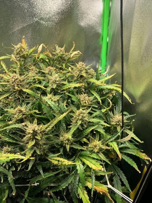 Z-Up Auto Second Hydro Grow. Week 10
