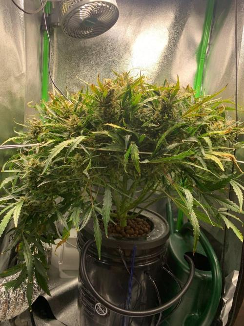 Z-Up Auto. Week 10