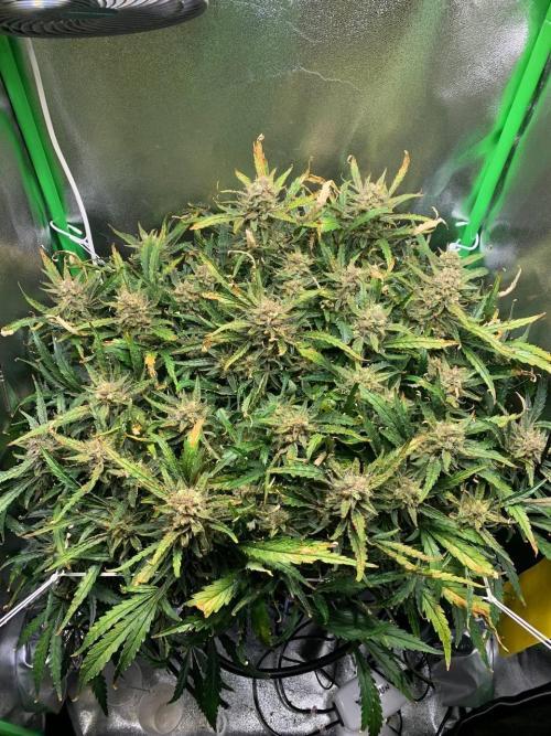Z-Up Auto. Week 10