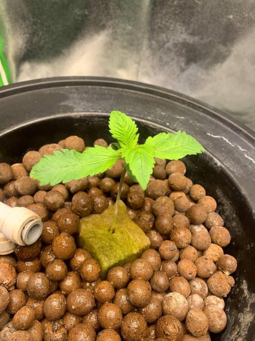 Strawberry Gorilla Auto. Week 1