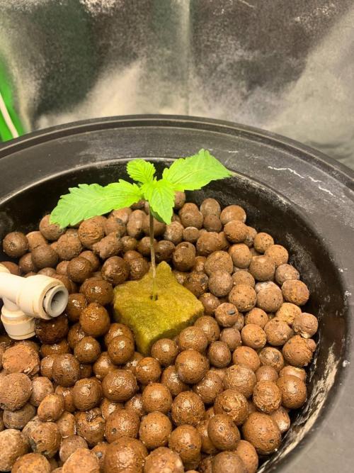Strawberry Gorilla Auto. Week 1