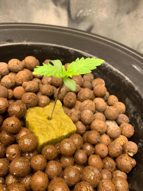 Strawberry Gorilla Auto. Week 1
