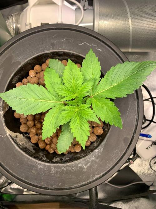 Strawberry Gorilla Auto. Week 2