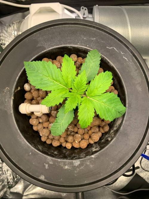 Strawberry Gorilla Auto. Week 2