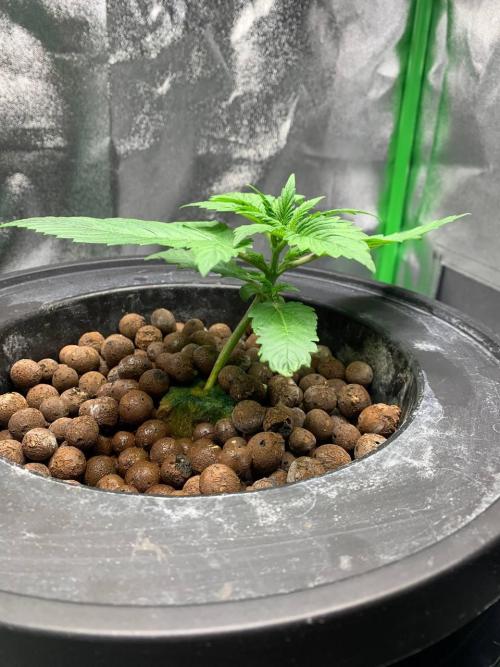 Strawberry Gorilla Auto. Week 2