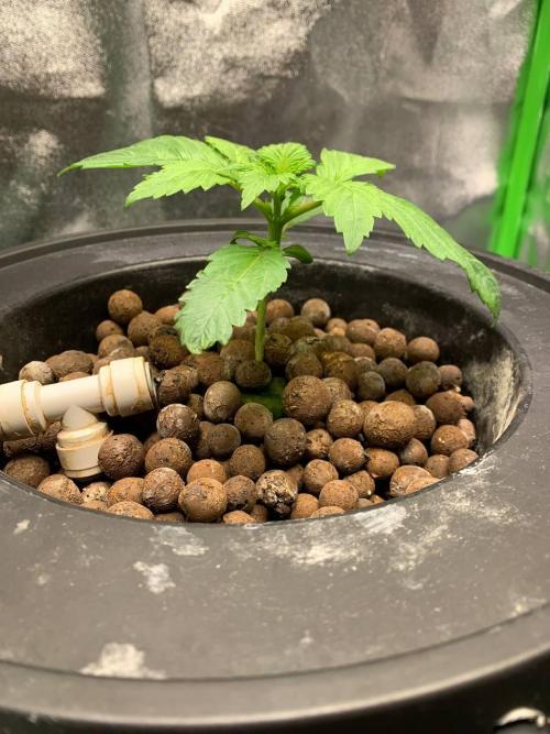 Strawberry Gorilla Auto. Week 2