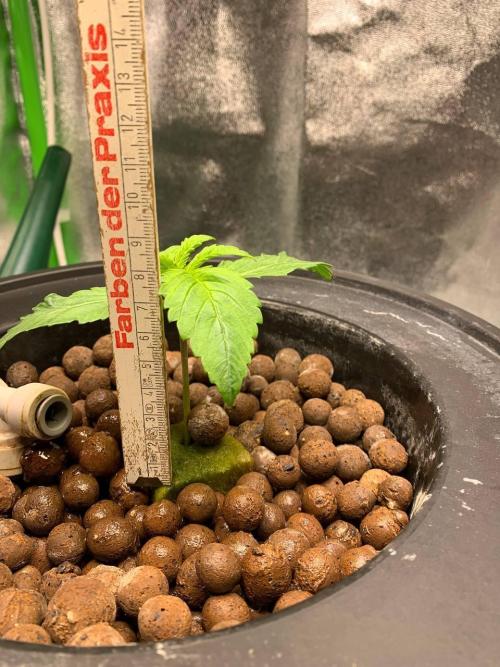 Strawberry Gorilla Auto. Week 2