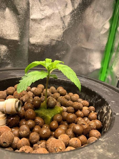Strawberry Gorilla Auto. Week 2