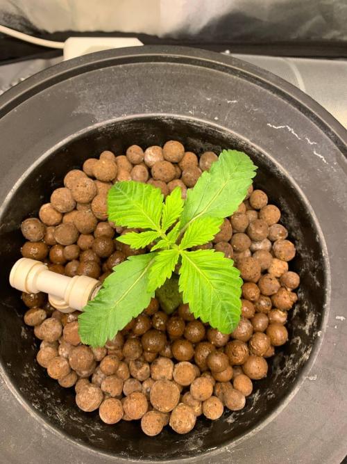 Strawberry Gorilla Auto. Week 2