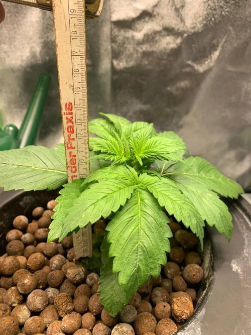 Strawberry Gorilla Auto. Week 3
