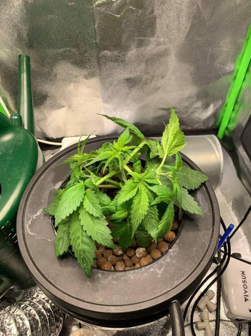 Strawberry Gorilla Auto. Week 3