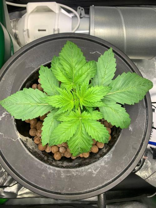 Strawberry Gorilla Auto. Week 3