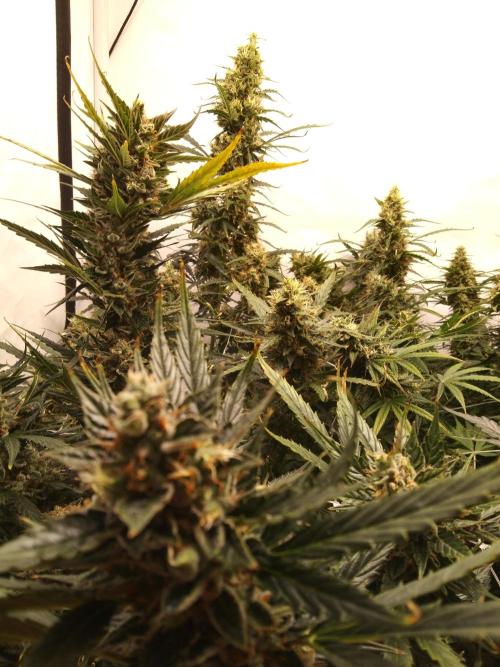 kenko sensei. Week 12